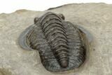 Diademaproetus Trilobite - Foum Zguid, Morocco #189851-4